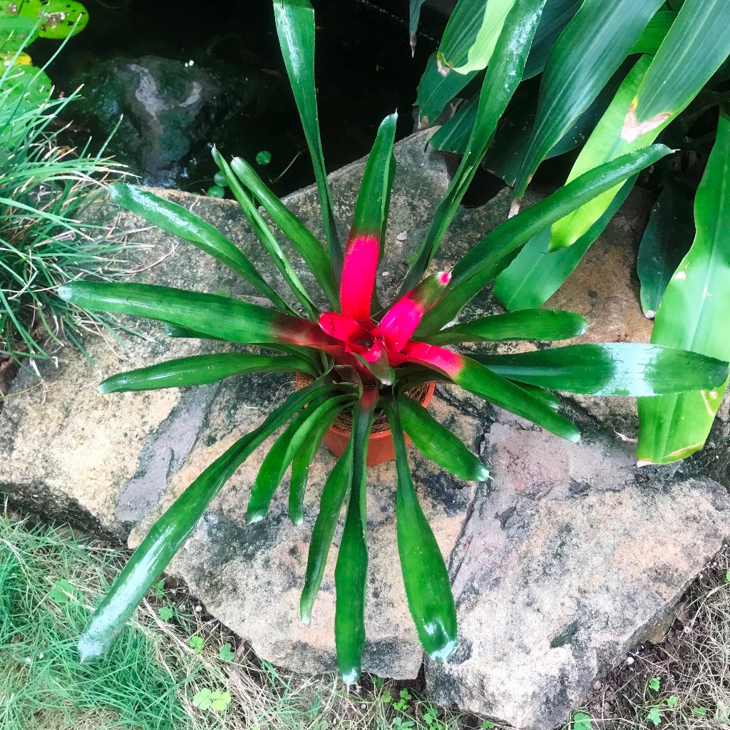 Neoregelia Carolinae 'Bicolor'