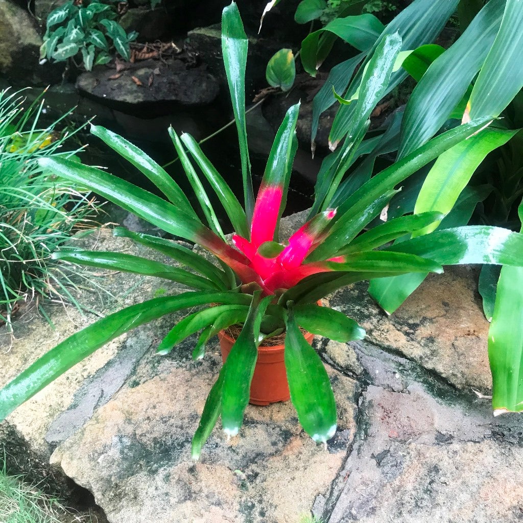 Neoregelia Carolinae 'Bicolor'