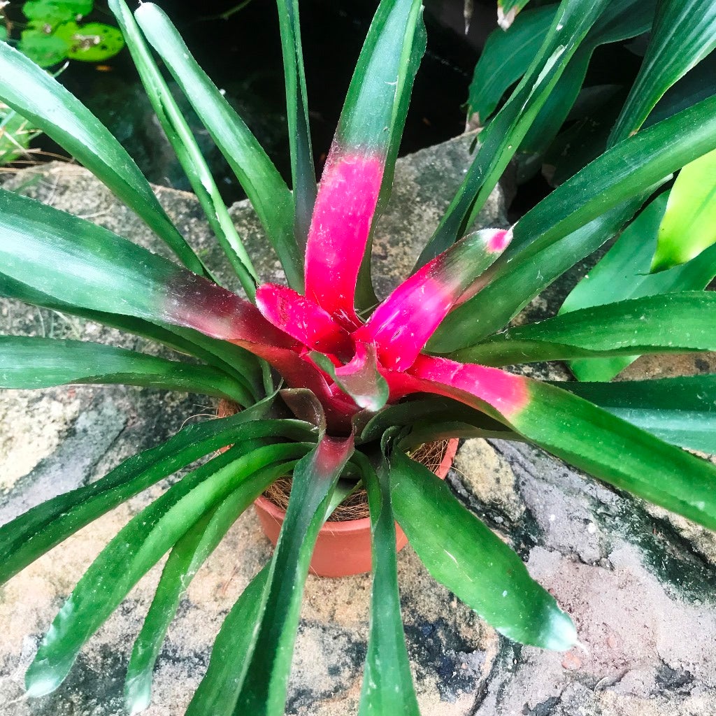 Neoregelia Carolinae 'Bicolor'
