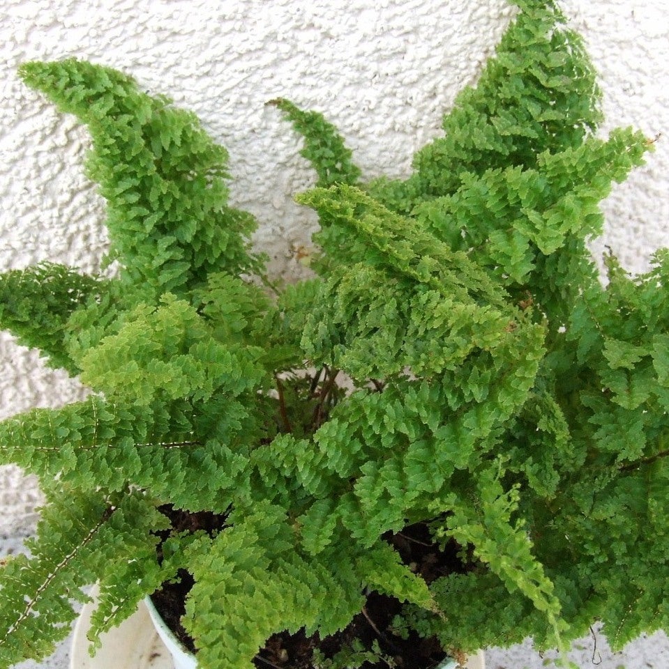 Nephrolepis Exaltata 'Norwoodii'