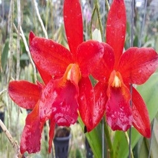 Catt. Netrasiri Star Bright Red