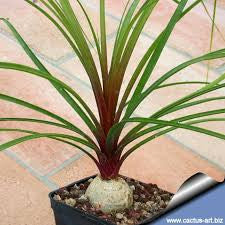 Nolina Recurvata- Elephant's foot Plants myBageecha - myBageecha