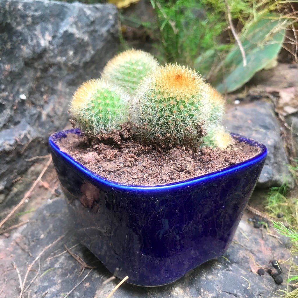 Parodia Leninghausii (Clump)