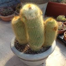 Notocactus Leninghausii - Yellow Tower Cactus