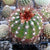 Notocactus Ottonis - Ball Cactus