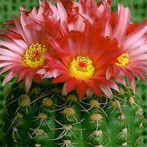 Notocactus Uebelmannianus - Parodia Werneri