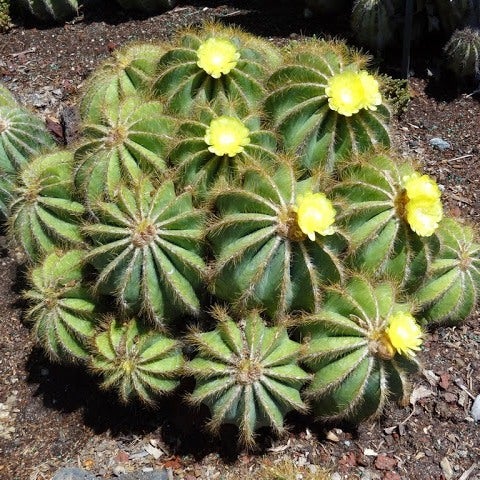 Notocactus magnificus - Balloon Cactus