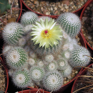 Notocactus scopa f. xicoi Silver Ball Cactus