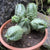 Euphorbia Obesa Hybrid x Globosa