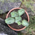 Euphorbia Obesa Hybrid x Globosa