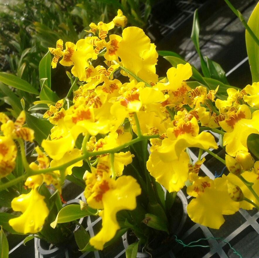 Aloha Plants myBageecha - myBageecha