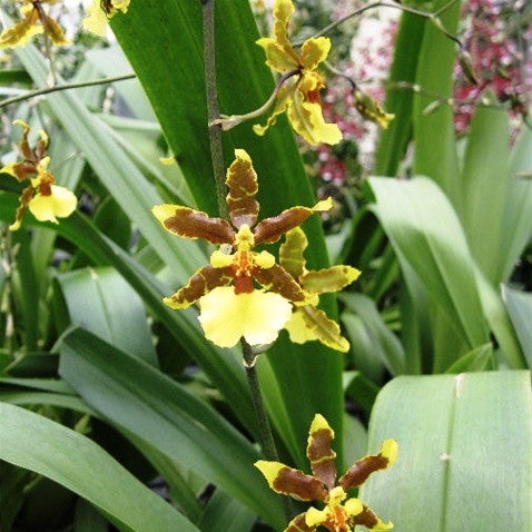 Wilsonara Tropic Breeze Everglade Plants myBageecha - myBageecha