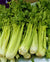 Ooty Celery