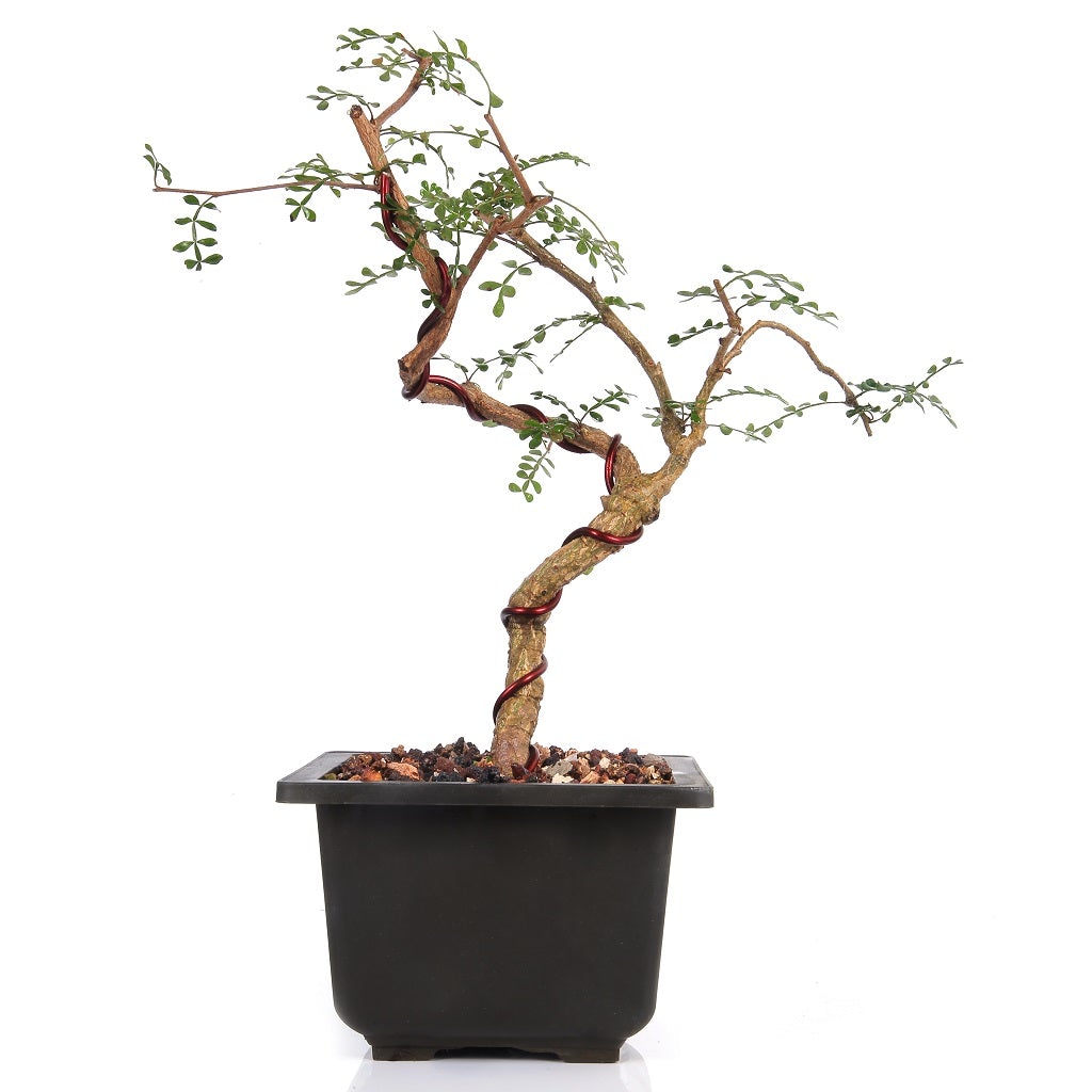 Bonsai Operculicarya decaryi