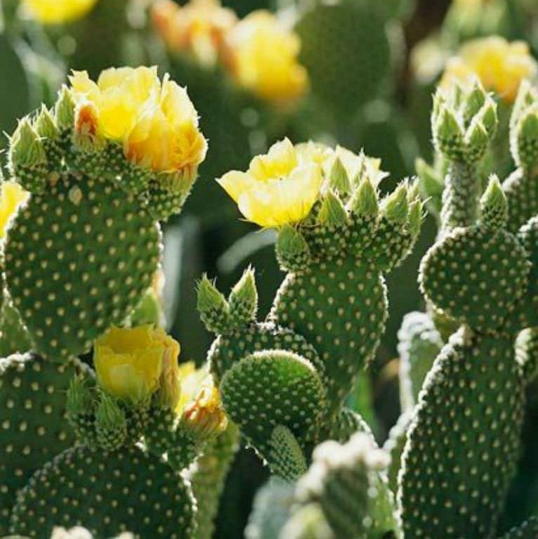 Opuntia microdasys alba spina - Bunny Ear Cactus