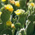 Opuntia microdasys alba spina - Bunny Ear Cactus