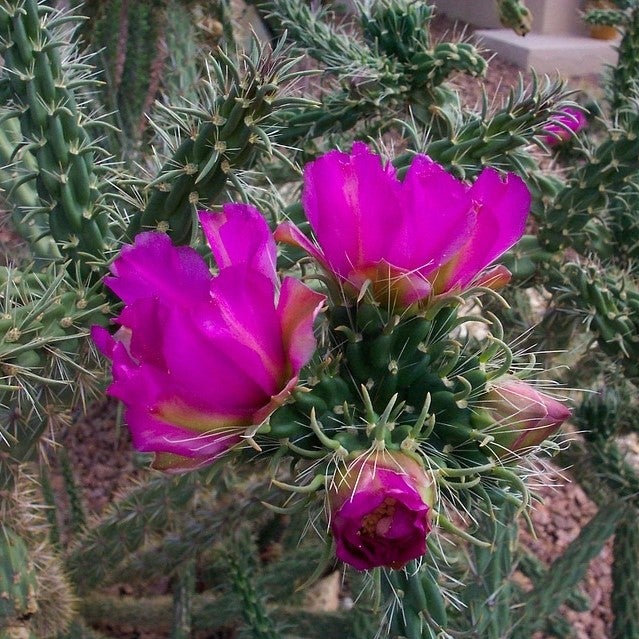 Austrocylindropuntia cylindrica-Cane Cactus