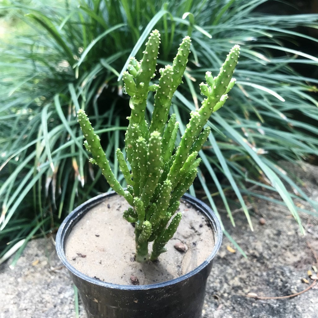 Opuntia Monacantha Monstruosa