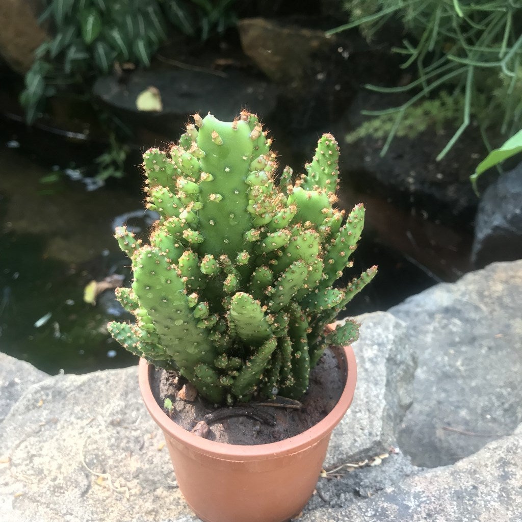 Opuntia monacantha f. monstruosa variegata
