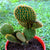 Opuntia microdasys var pallida - Polka Dot Cactus