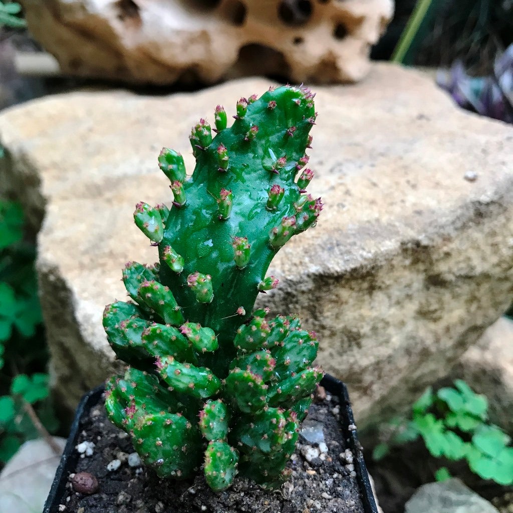 Opuntia monacantha f. monstruosa variegata