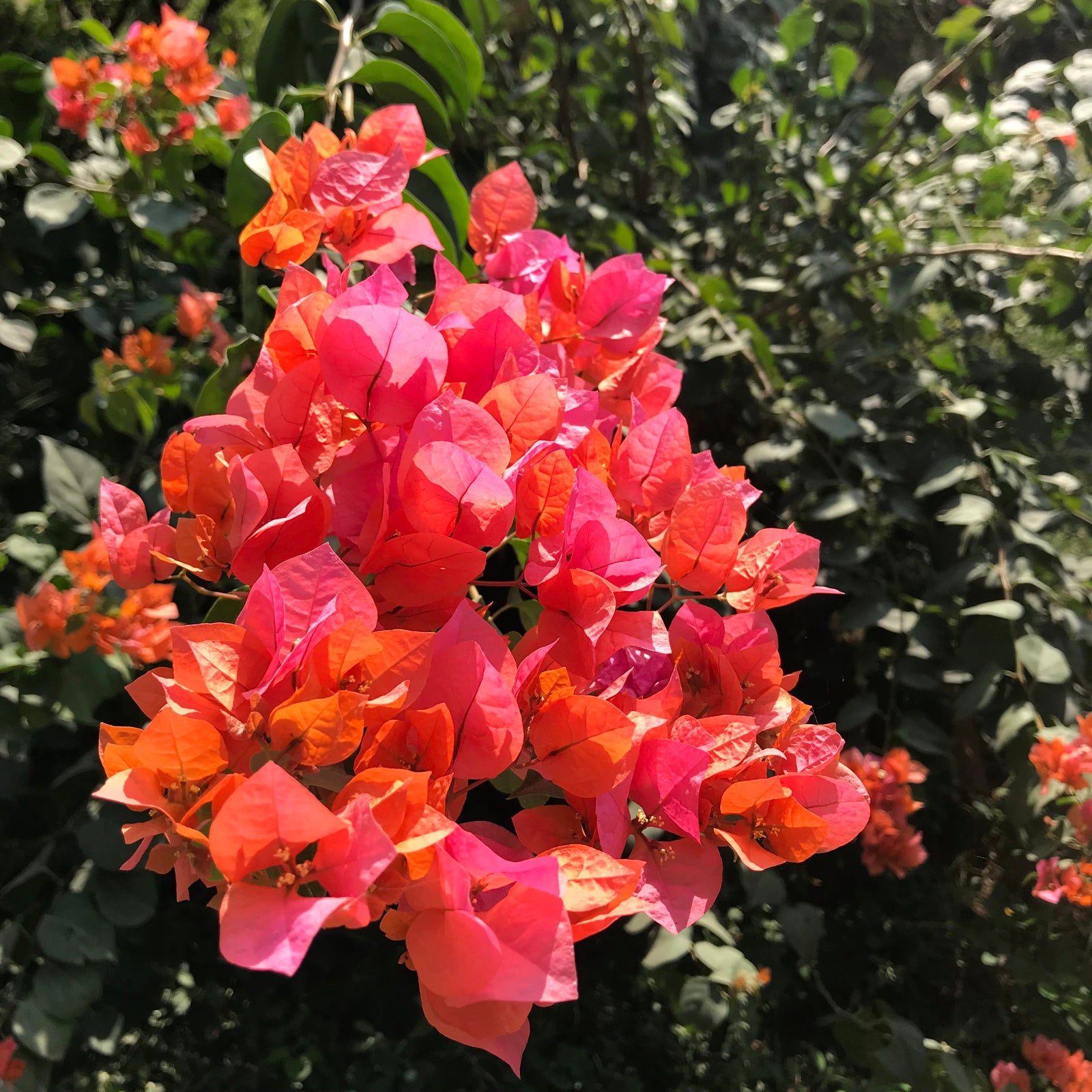 Bougainvillea 'Orange Glory'