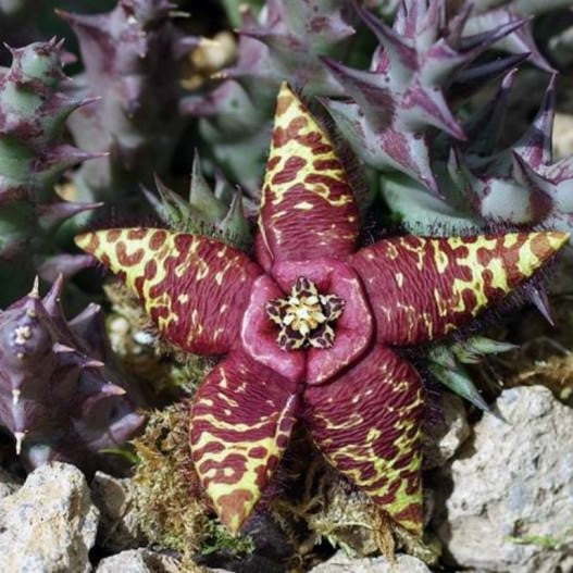 Orbea Semota