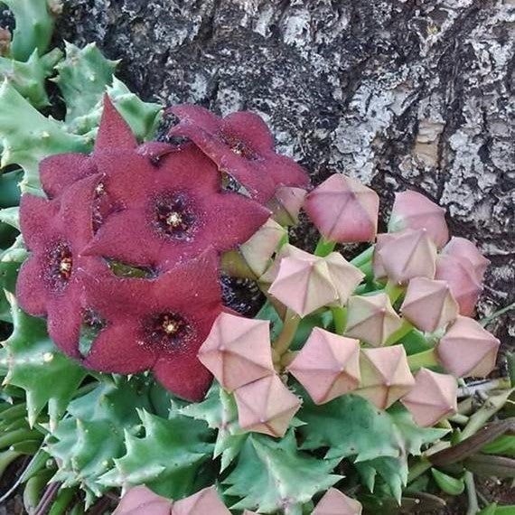 Orbea Melanantha