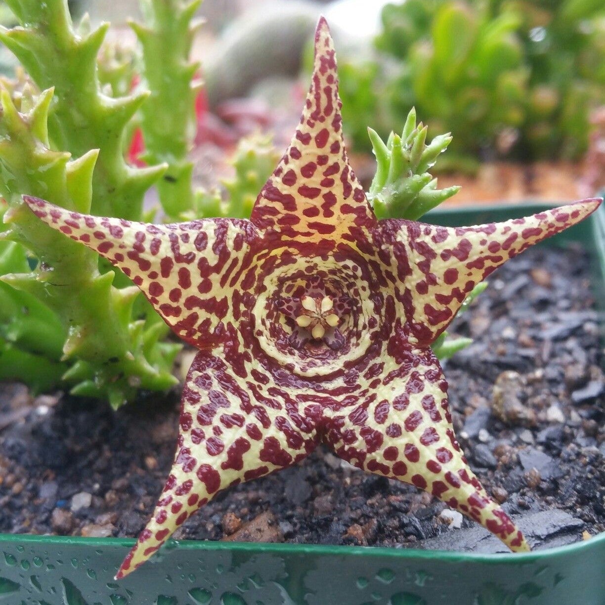 Orbea Verrucosa