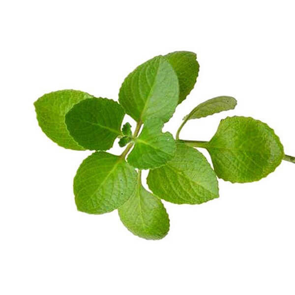 Oregano