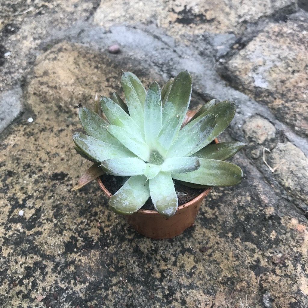Orostachys fimbriata - Chinese Dunce Cap