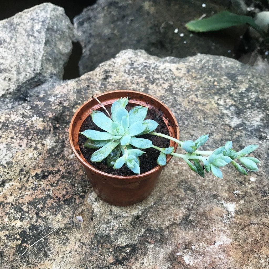 Orostachys iwarenge - Chinese Dunce Cap