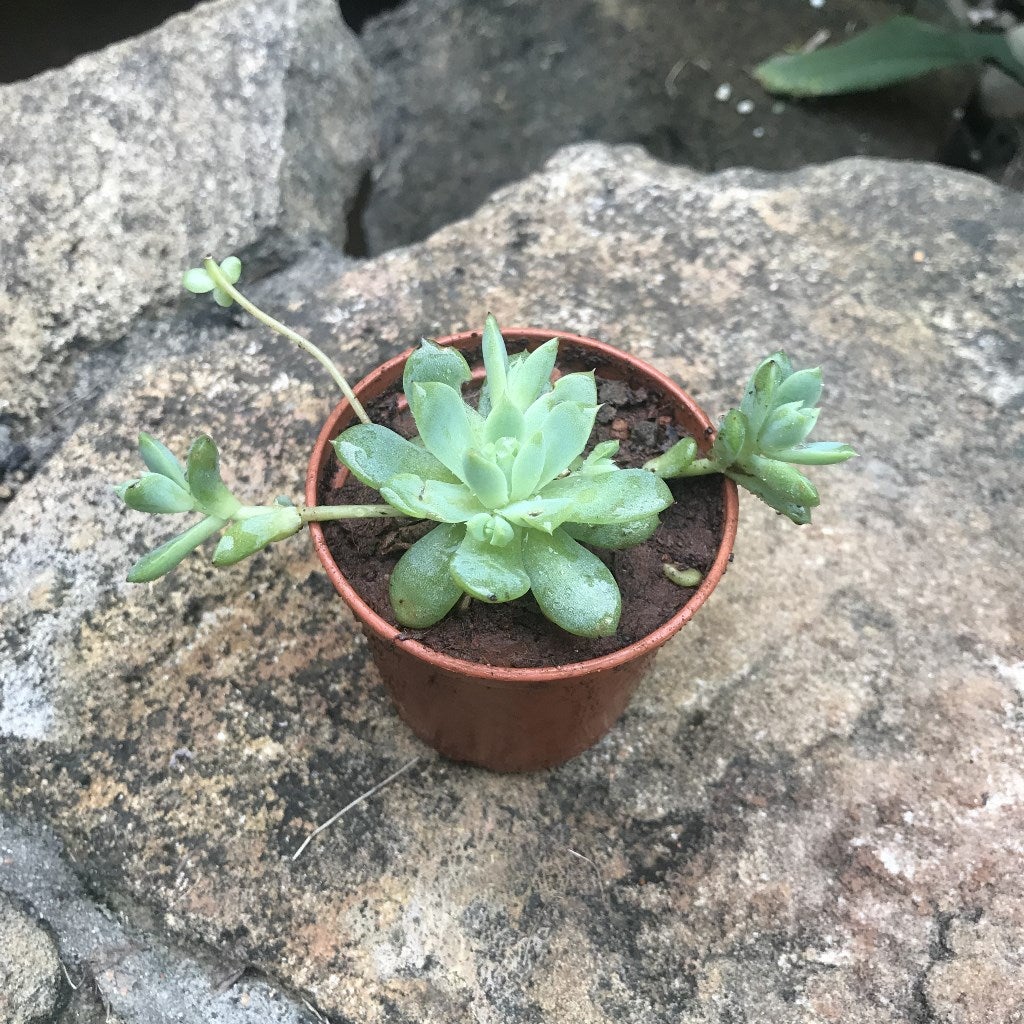 Orostachys furusei - Chinese Dunce Cap