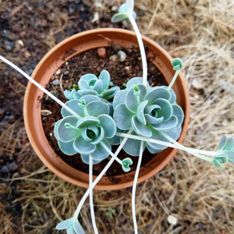 Orostachys Boehmeri - Chinese Dunce Cap