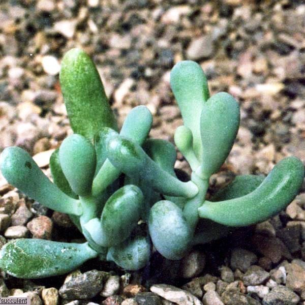 Sedum Allantoides Rose Plants myBageecha - myBageecha