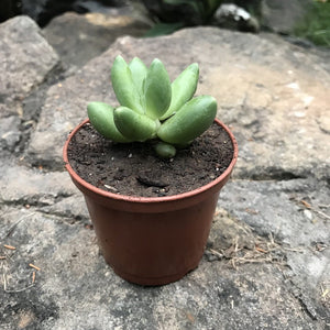 Pachyphytum Compactum