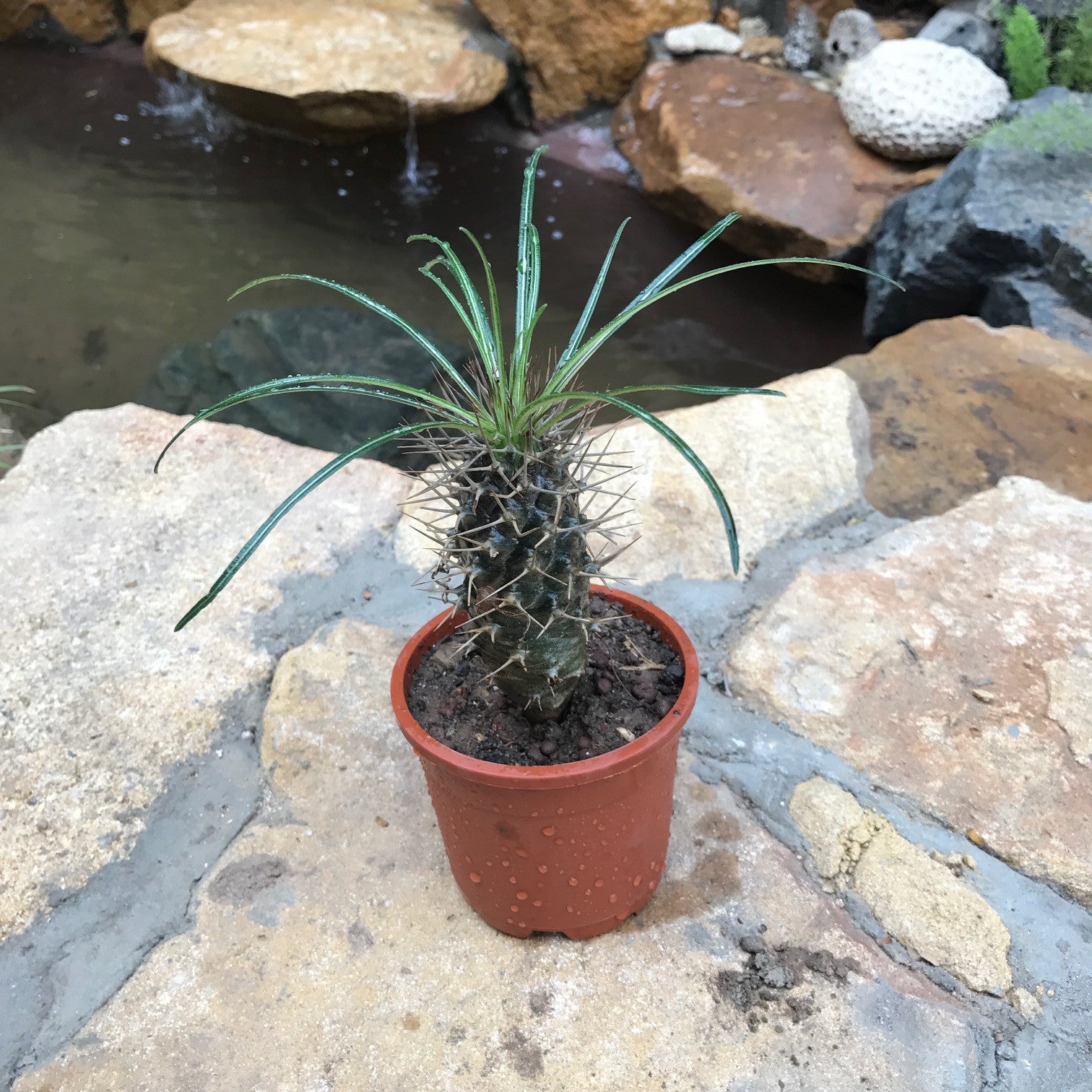Pachypodium Geayi Cactus myBageecha - myBageecha