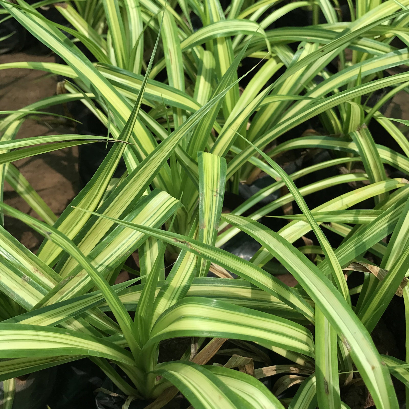 Vernonia Elaeagnifolia Curtain Creeper Plant – myBageecha