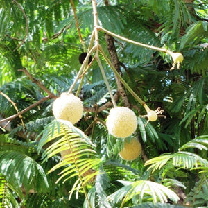 Parkia biglandulosa -Chanduphal