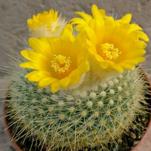 Parodia chrysacanthion