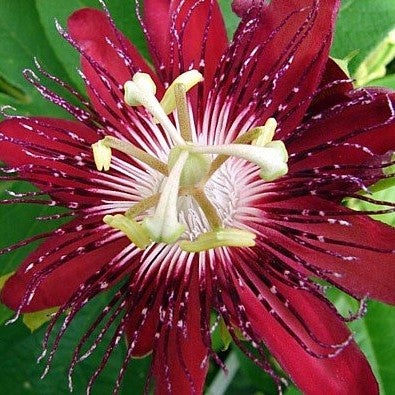 Passiflora 'Lady Margaret'