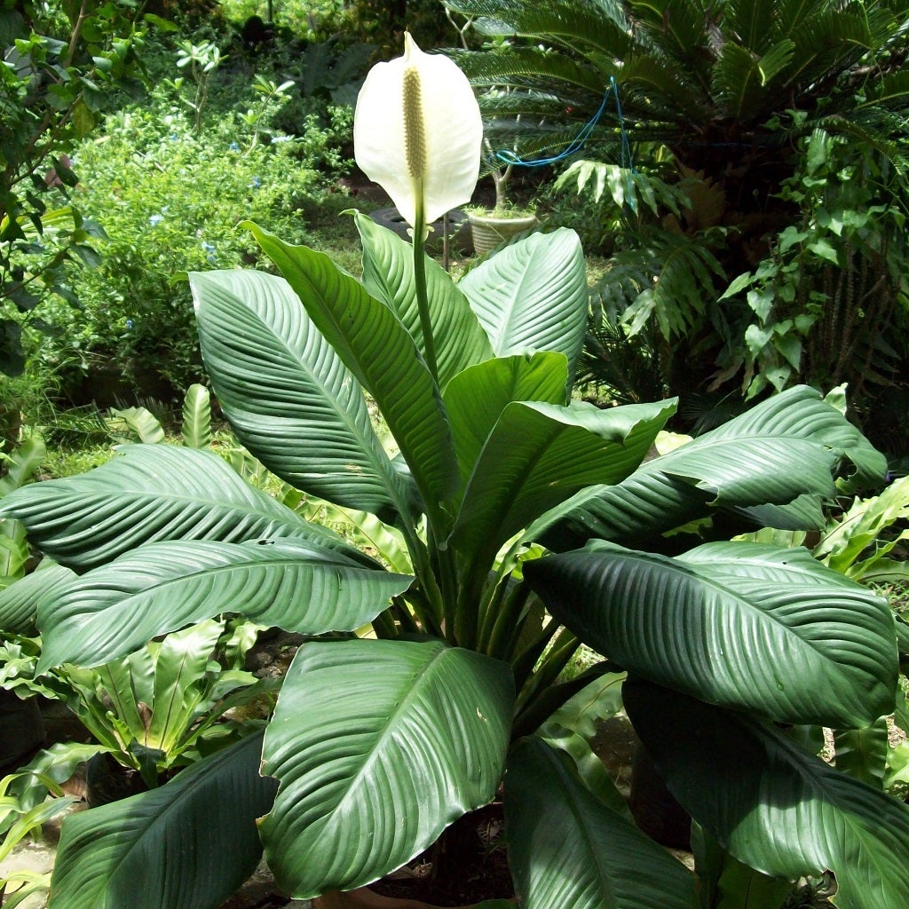 Peace Lily 'Mauna Loa'