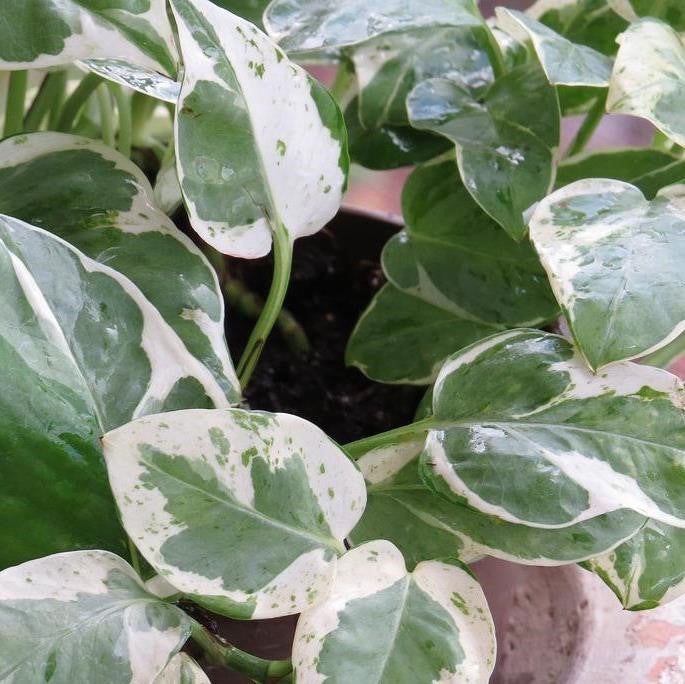 Pearls and Jade Pothos Plants myBageecha - myBageecha