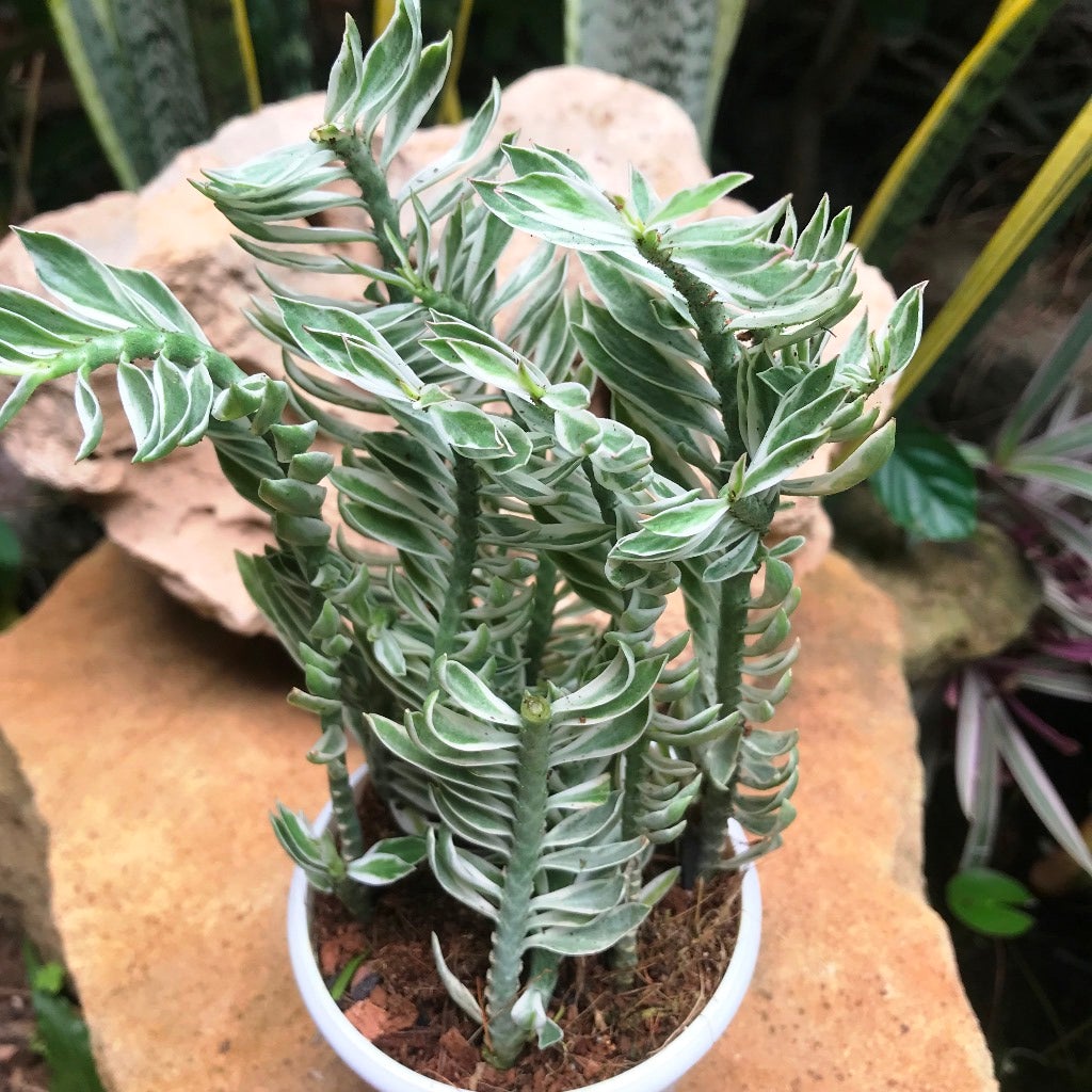 Pedilanthus Tithymaloides Nana 'Variegata'