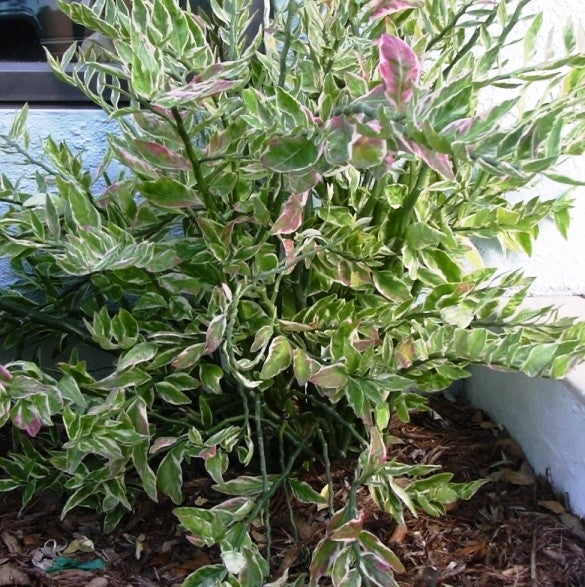 Jacob's Ladder Plants myBageecha - myBageecha