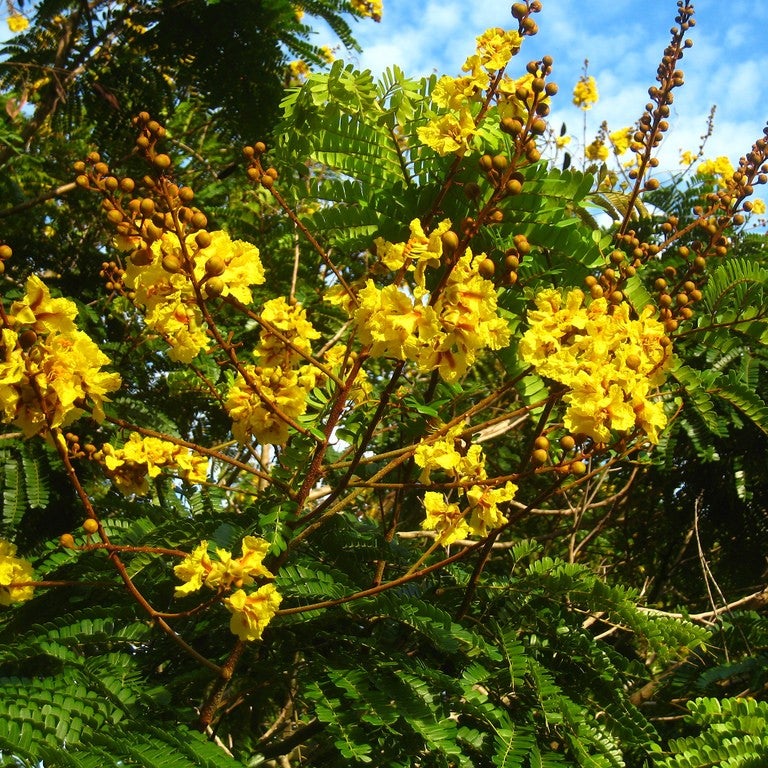 Peltophorum Pterocarpum - Copperpod