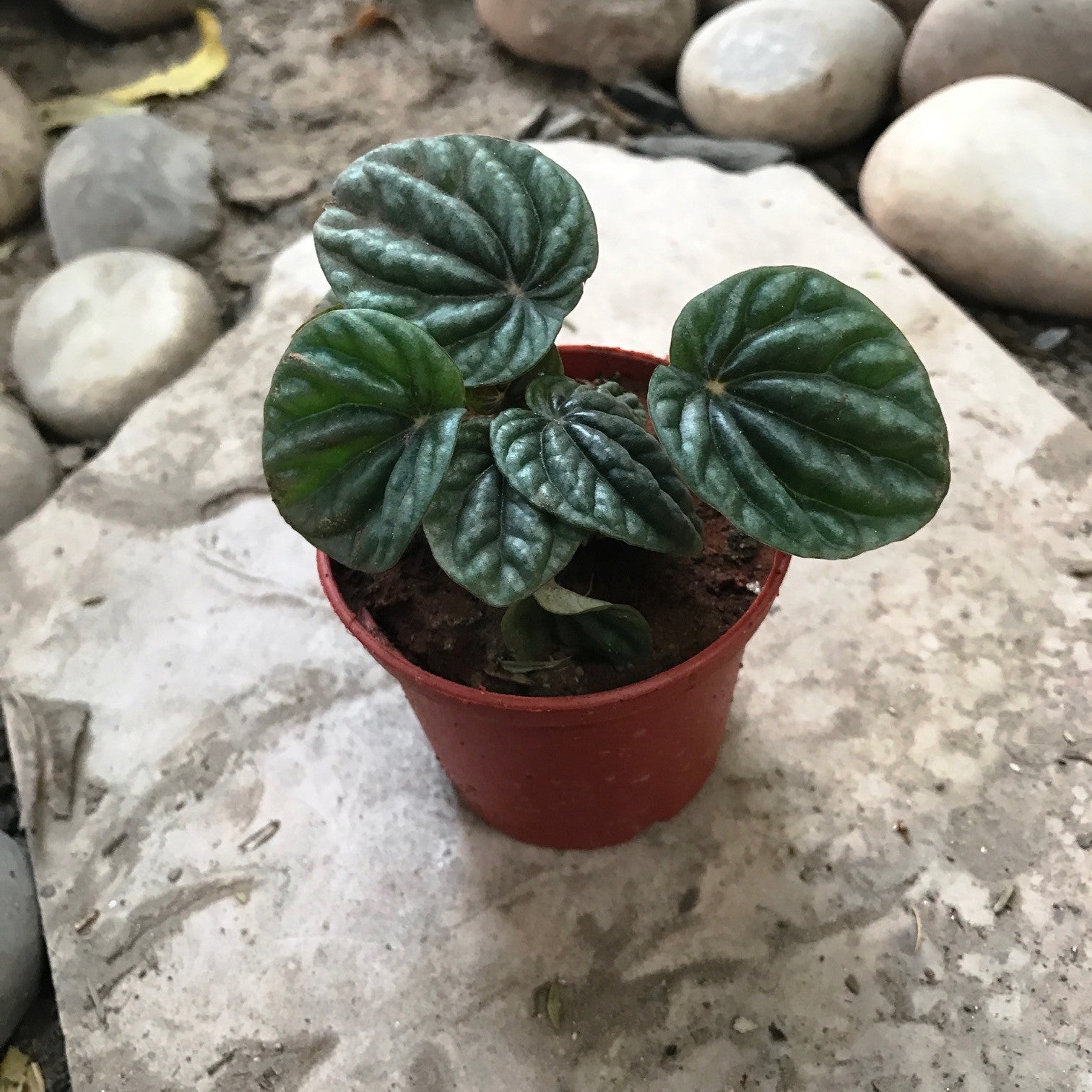 Emerald Ripple Peperomia Plants myBageecha - myBageecha