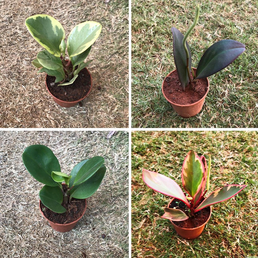 Assorted Peperomia Plants