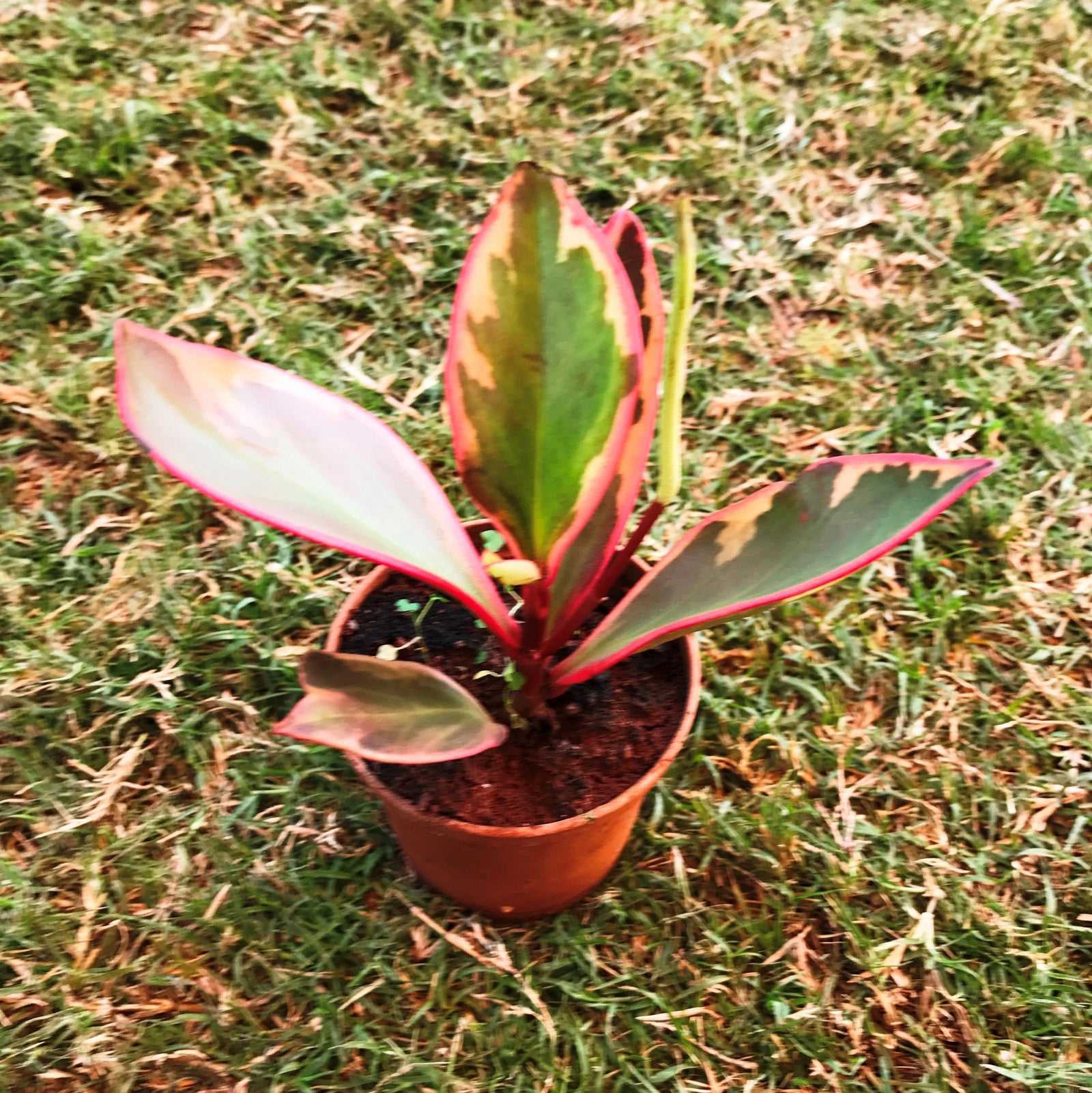 Variegated Red-Edge Peperomia Plants myBageecha - myBageecha
