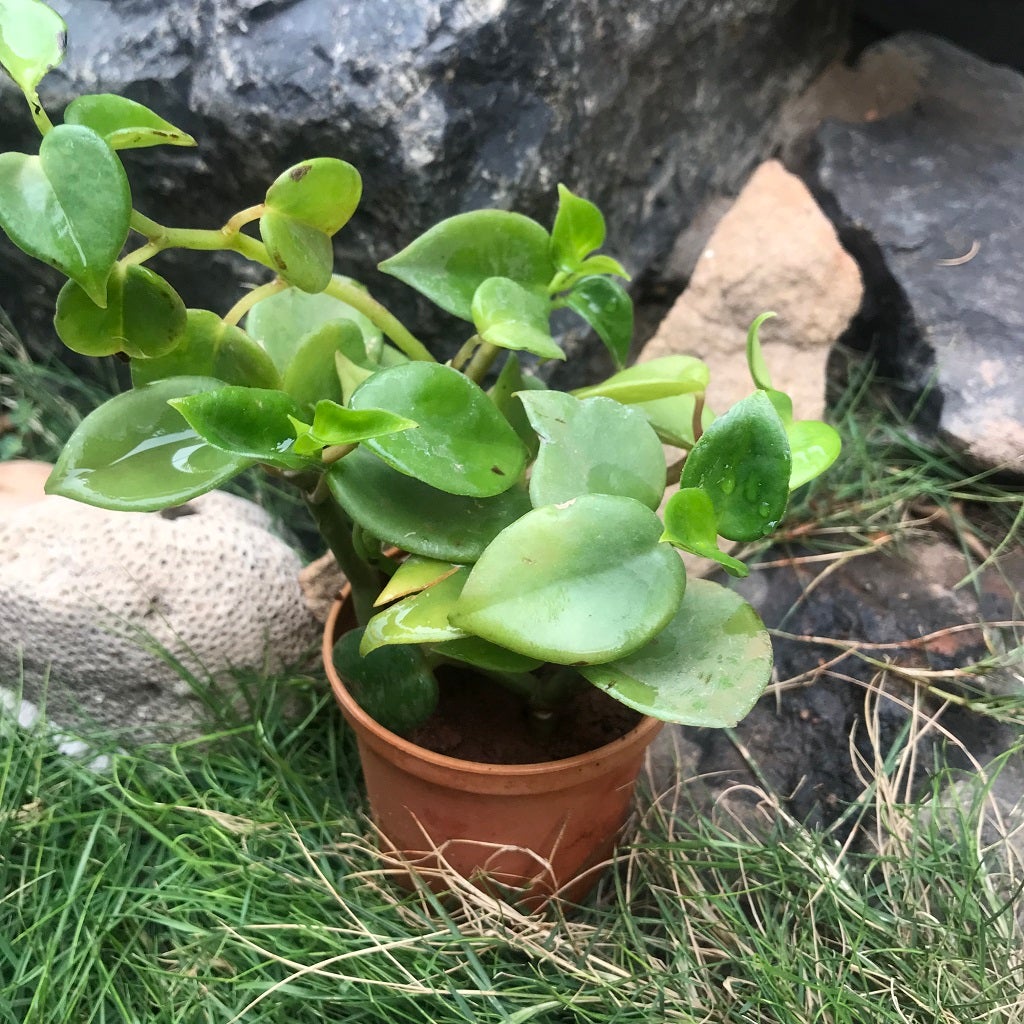 Peperomia Scandens 'Green'
